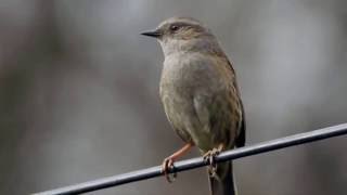 Dunnock song [upl. by Novyat]