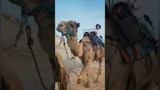 Riding Camels in Australia📍Anna Bay Nsw Australia🇦🇺family travel camelride australia love [upl. by Ahders]