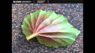 Horticulture Online NonCredit Plant Identification Courses [upl. by Aiken]