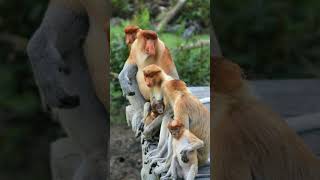 Proboscis Monkey Nasalis larvatus  Observed in Description [upl. by Ajim]