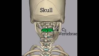 Vertebrae in our skeleton system shorts youtubeshorts skeletalsystem [upl. by Stroud363]