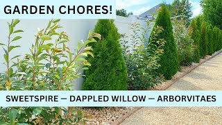 Garden Chores Dappled Willow Arborvitaes Little Henry Sweetspire [upl. by Valentia]