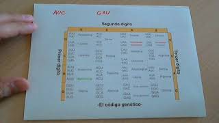 El código genético nucleótidos y aminoácidos [upl. by Berhley]