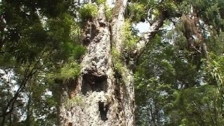 The Kauris of Waipoua Forest [upl. by Maridel]