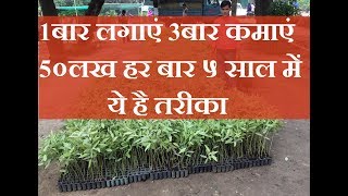 Eucalyptus Plantation  safeda ki kheti  Eucalyptus Farming [upl. by Atnwahsal]