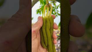 Cecropia Fruit Harvest asmr gummy [upl. by Aerahs]