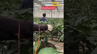 Teknologi Prunning Pada Mangga di Thailand [upl. by Daisi596]