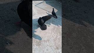 paudar pigeon subscribe shortvideo explore pigeon [upl. by Nevuer]