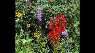 How to Start and Grow Blazing Star from Seeds Liatris Spicata [upl. by Reger]