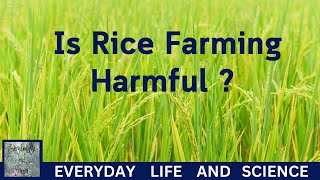 Environmental Science In Daily Life  Is Rice Farming Harmful [upl. by Hoes]