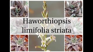 Haworthiopsis limifolia striata [upl. by Eenttirb]