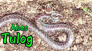 WOLF SNAKE quotAhas Tulogquot [upl. by Adirahs]