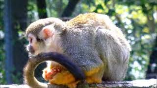 Squirrel monkey sound [upl. by Aihsinat869]