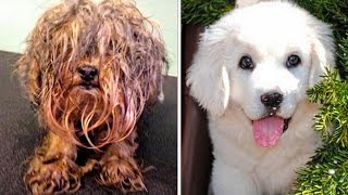 15 unbelievable dog transformations before and after rescue [upl. by Ahsiea599]