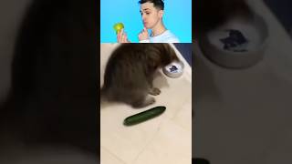 Cat vs cucumber funny memes cat [upl. by Bruell]