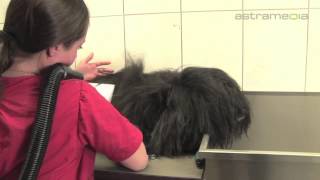 Hundesalon Dany St Gallen Hund Katze Pflege [upl. by Hgieliak]