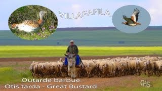 Les grandes Outardes de Villafafila Espagne [upl. by Cargian]