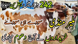 Malir Mandi Karachi Cattle Rates Update  28 May 2024  Cow Mandi 2024   Bakra Eid Season 2024 [upl. by Abbot]