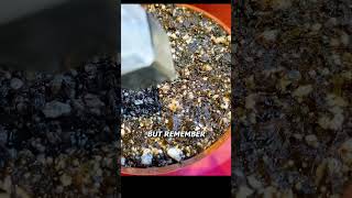 Growing 1 000 Venus Flytrap Seeds [upl. by Aretta983]