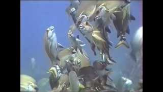 Schooling Red Morwong Cheilodactylus fuscus [upl. by Ellevart]