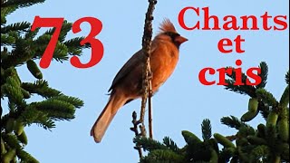 73 Oiseaux du Québec chants et cris [upl. by Clorinde]