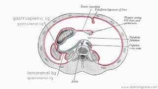 Peritoneal Cavity  Part 3  Anatomy Tutorial [upl. by Nollie]