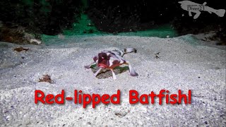 Redlipped Batfish [upl. by Basile750]