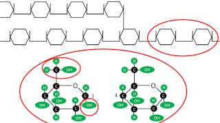 Glucogénesis  Síntesis y estructura del glucógeno [upl. by Liatnahs]