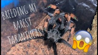 Super Rare Tarantulas BREEDING Aphonopelma Moderatum Rio Grande Gold [upl. by Asel153]