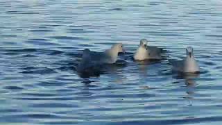 Petrel Plateado Fulmarus glacialoides [upl. by Laurens417]