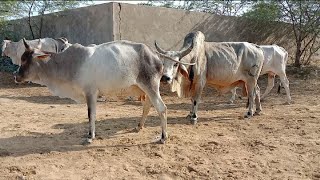 Tharparkar Cow Farm [upl. by Berrie]