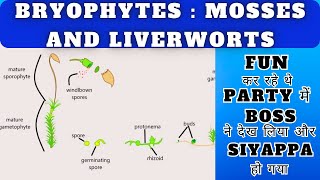 Classification of Bryophytes Mosses and Liverworts Prepare for NEET in 5 mins BSc MSc Botany [upl. by Nawek854]