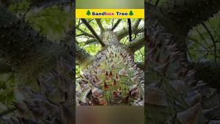 Sandbox Tree 🌲 Amazing Facts facts shorts [upl. by Agnot]