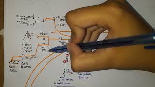 Pterygopalatine Ganglion Anatomy [upl. by Asssilem]