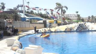 Dolphins at Aqualand Tenerife PT 2 [upl. by Royal]