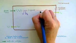 La respiration cellulaire [upl. by Naawaj]