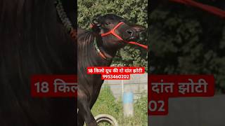 18 किलो दूध की दो दांत झोटी with Female Murrah at Rajput Dairy Farm 9953460202 [upl. by Leanatan]