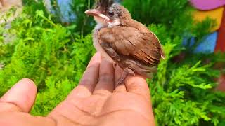 The RedWhiskered Bulbul  Birds [upl. by Lledner]