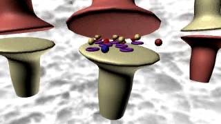 Effect of Chlorpromazine on Neurotransmitter Release and Reuptake [upl. by Behnken]