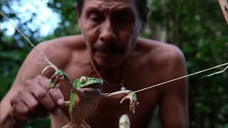 Waxy Monkey Frog used for Kambo quotMedicinequot Phyllomedusa bicolor [upl. by Eileen]