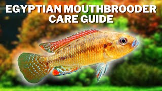 Egyptian Mouthbrooder Care amp Breeding Guide  How to Care For Lake Victoria Cichlids [upl. by Agnes577]