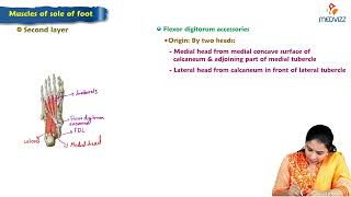 14 Muscles of sole of foot  Anatomy  MBBS Lecture [upl. by Volney897]