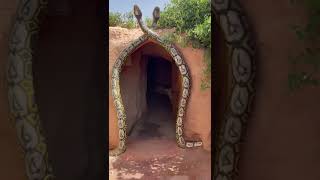 Snakes City 🐍 Gaint snakes alive 😳 🇲🇦 Mirajvlogs220 [upl. by Atteuqcaj]