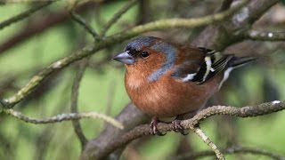 chants et cris du pinson des arbres HD songs and calls common chaffinch free birds [upl. by Nodnalb]