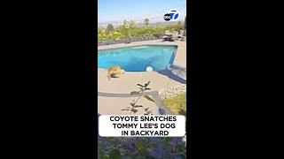 Coyote snatches Tommy Lees dog in backyard [upl. by Ihdin]