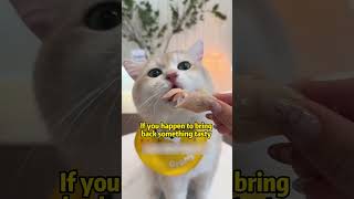 When you go out does your cat miss you cat funny [upl. by Nhabois306]