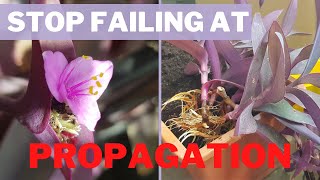 How to PROPAGATE Purple Heart FROM CUTTINGS  with UPDATE [upl. by Ecal]