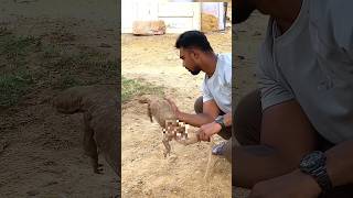 🐕 🆚🦎 Saving a Monitor Lizard from a Dog Attack rescue shorts [upl. by Dael]