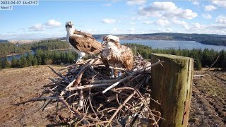 Kielder Ospreys Live Stream Nest 7 [upl. by Olodort167]