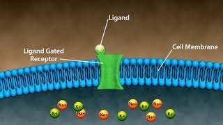 Types of Drug Receptors [upl. by Black881]